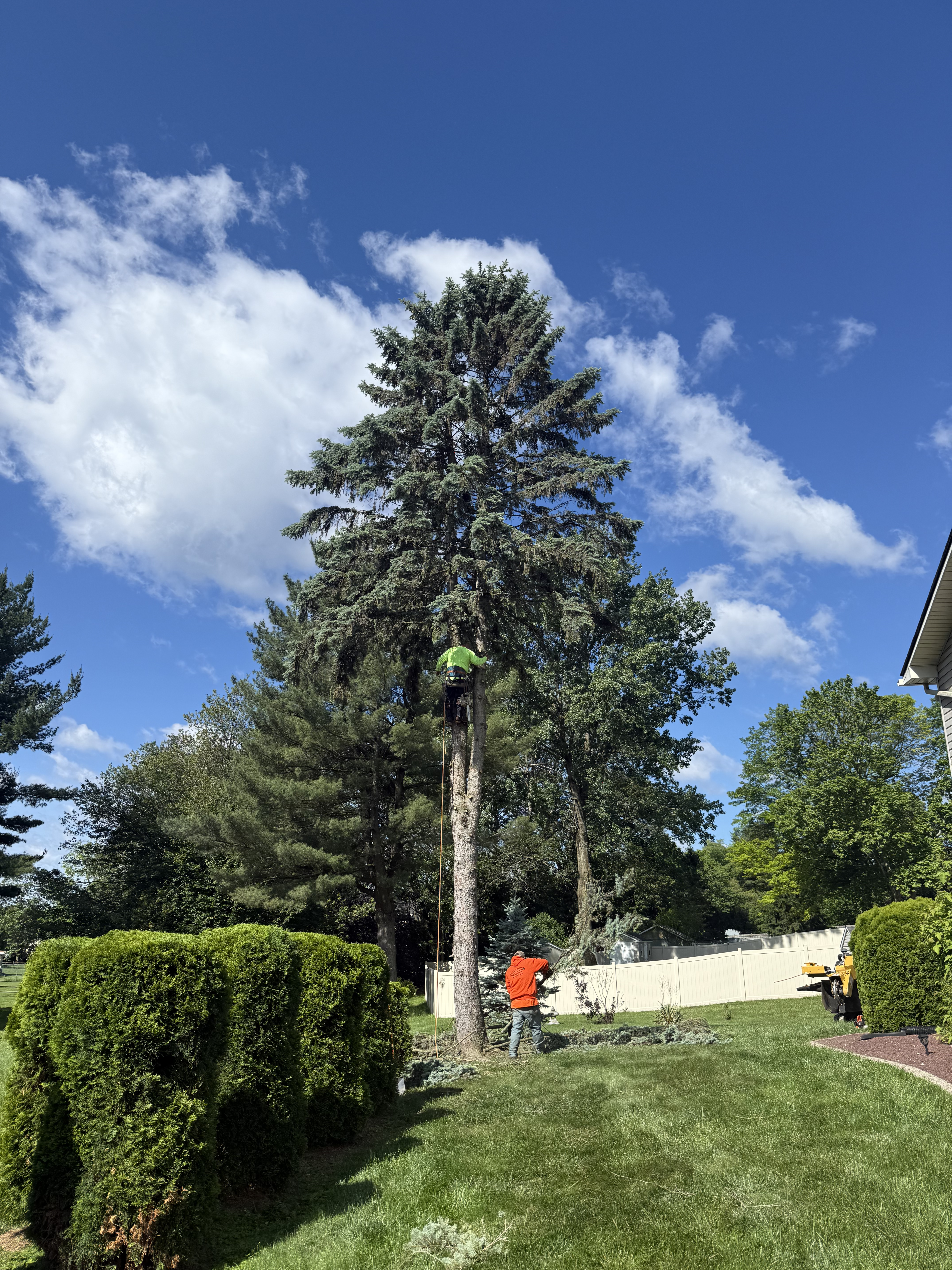 Tree Care